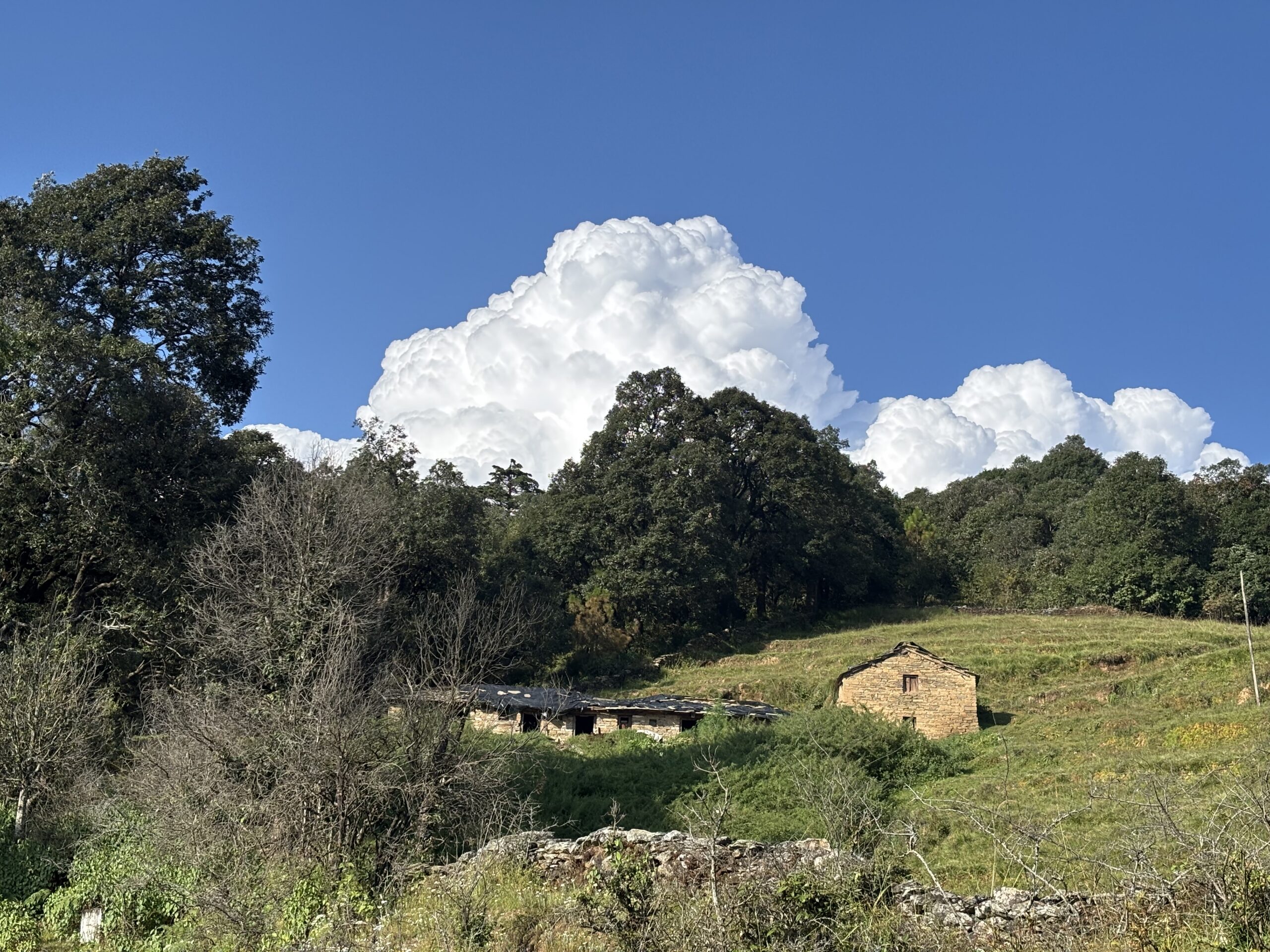 Kumaon forest trail